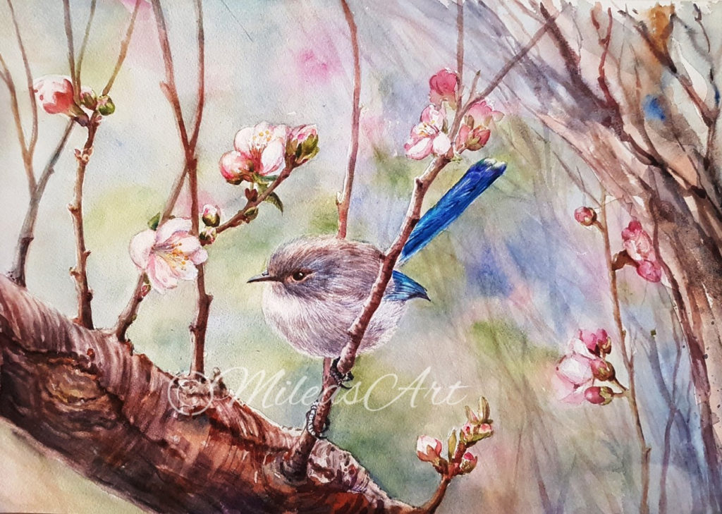 Splendid fair wren, Margaret River, WA