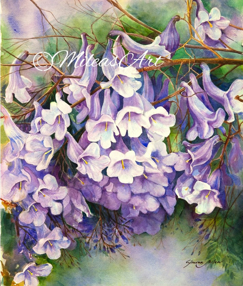 Purple blossoms Jacaranda